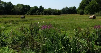 Prairie_4