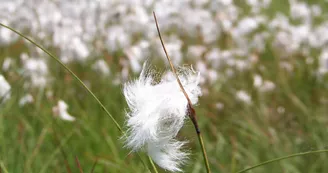 herbe_2