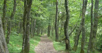 Bois de Crozat_2