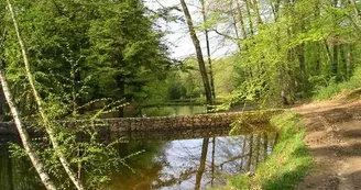 Forêt des Loges_1