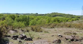 Lande de Saint-Laurent