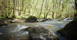 Forêt d'Épagne à Sauviat-sur-Vige le long de la Vige en Limousin