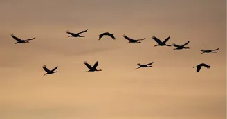 Grues cendrées 