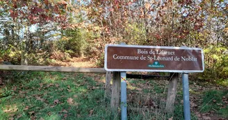 Lifarnet une forêt communale de Saint Léonard de Noblat gérée par l'ONF