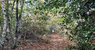 Sentier de randonnée running et VTT du Bois de Lifarnet à Saint-Léonard de Noblat