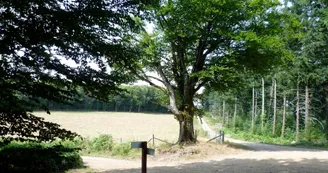 Chemin de Sussac au Mont Gargan_3 Chemin de Sussac au Mont Gargan_3