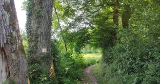 Cheminen sous bois