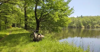 Bord d'étang