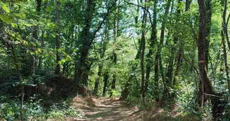 Chemin en sous-bois du Moulin de Ligonat - Saint-Méard