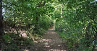 Chemin forestier de Ligonat en bord d'étang - Saint-Méard