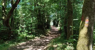 Chemin forestier du bois de Fleurat  - Saint-Méard