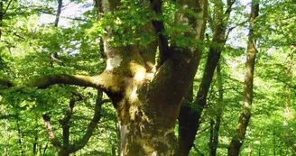 La balade du Grand murin