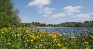 Lac de Saint-Pardoux fleurs jaunes Lac de Saint-Pardoux fleurs jaunes
