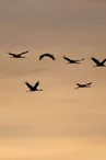 Grues cendrées 